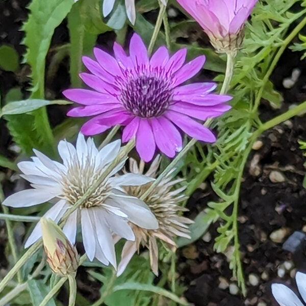 Mixed Xeranthemum Annum Flower seeds for Planting - Colorful Display, Heirloom & GMO Free Seeds for Home Garden