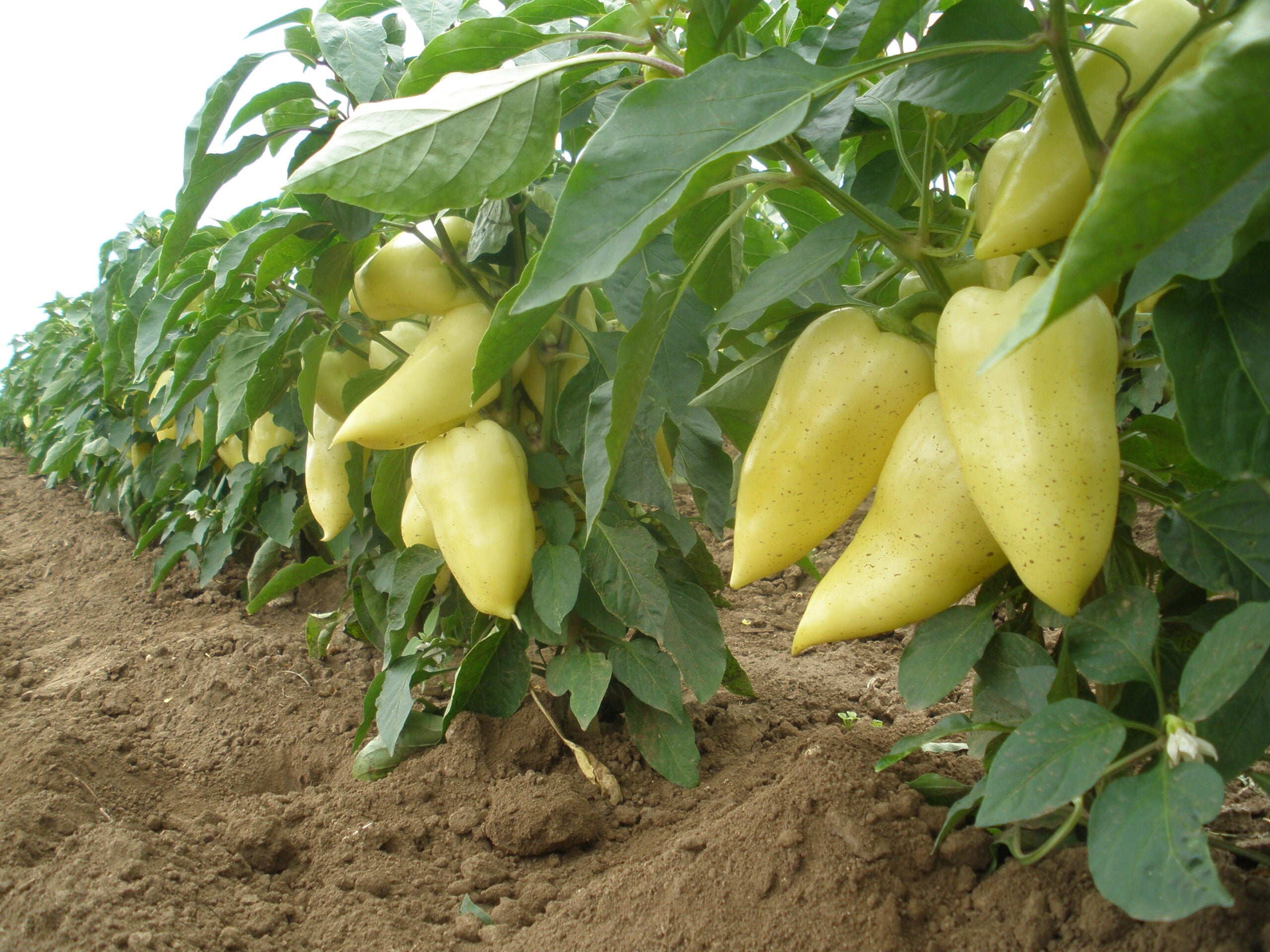 Ungarische Weisse Vegetable Seeds: Premium Quality for Your Garden