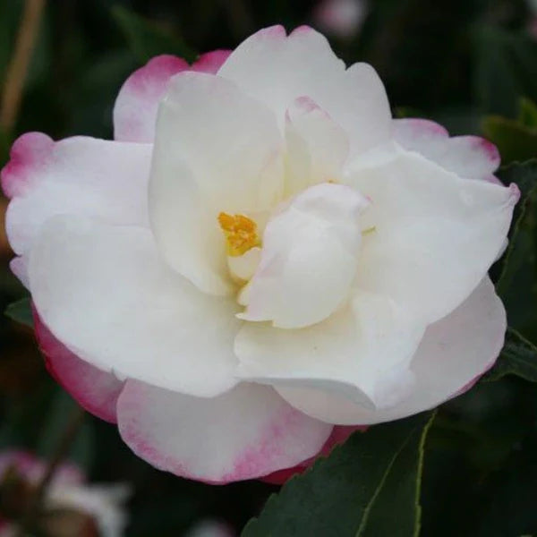 White Purple Camellia Flower seeds for Planting - Fragrant Blossoms, Heirloom & GMO Free Seeds for Home Garden Sale