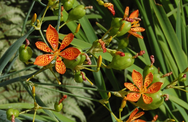 Candy Lily Hesperaloe parviflora Seeds for Planting in Garden & Flower Bed