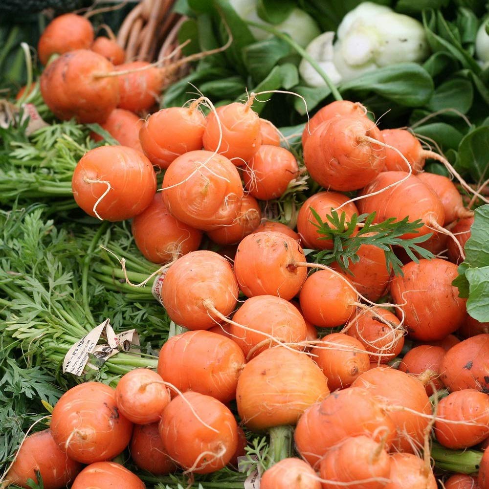 Healthy Parisian Carrot seedlings ready for transplanting