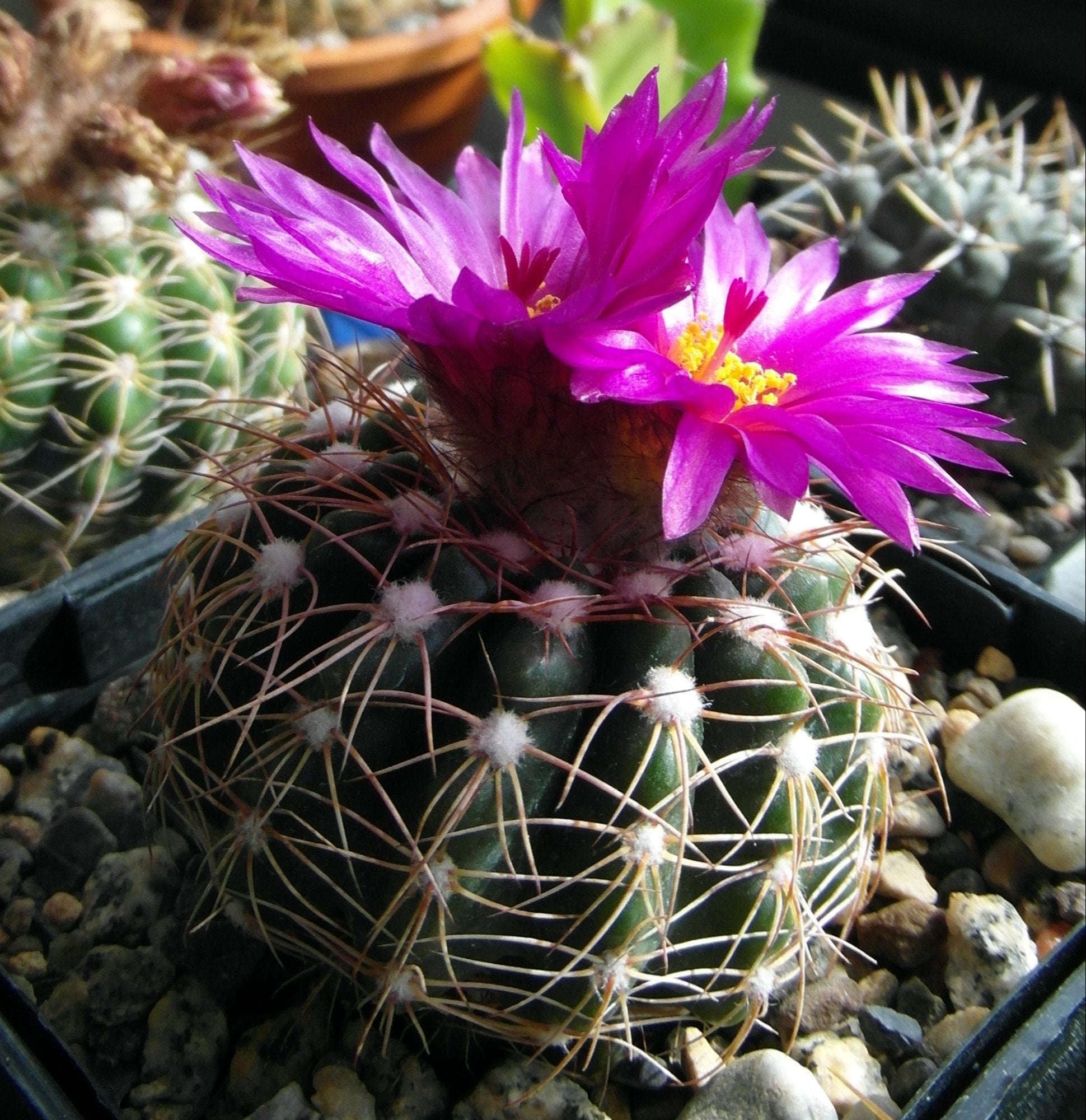 Aztekium Valdezii  Seeds for Planting