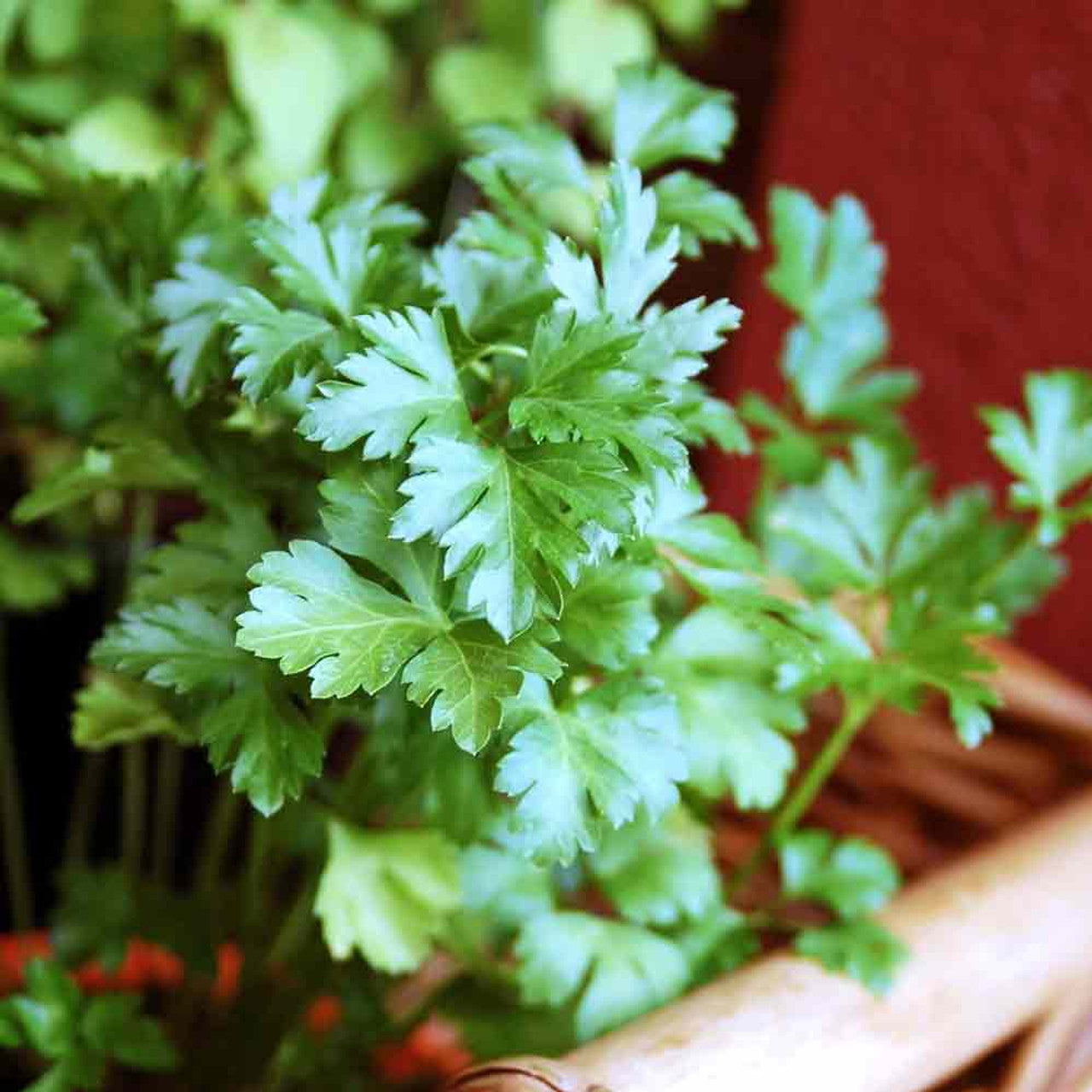 Petroselinum crispum foliage growing in full sun