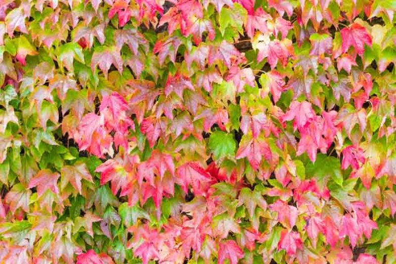 Boston Ivy Green Pink Flower seeds for Planting - Perfect for Borders, Heirloom & GMO Free Seeds for Home Garden