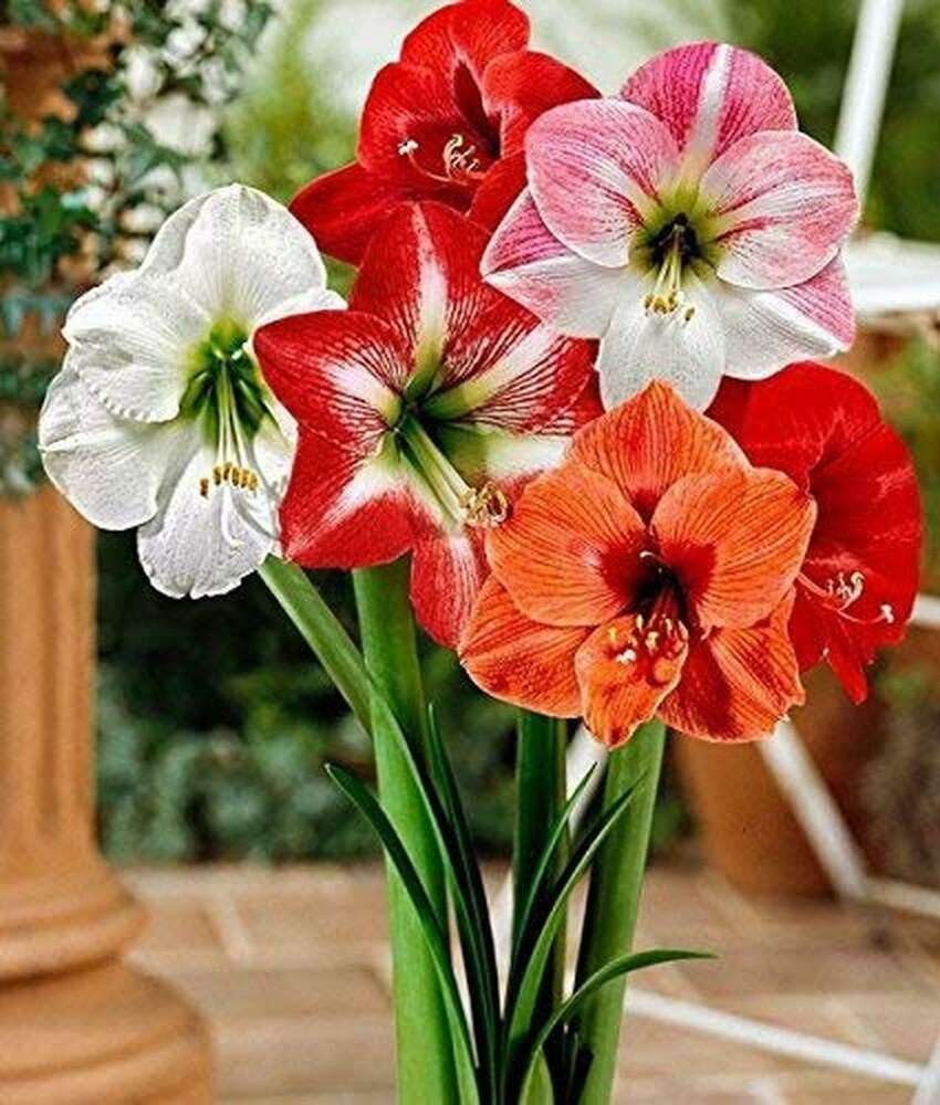 Mixed Color Amaryllis Flower Seeds for Planting Cut Flower Favorite Heirloom & GMO Free Seeds for Home Garden
 
 Sale