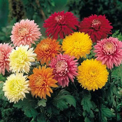 Mixed Colors Chrysanthemum Flower seeds for Planting - Cut Flower Favorite, Heirloom & GMO Free Seeds for Home Garden