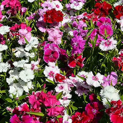 Mixed Wee Willie Dianthus Flower seeds for Planting - Colorful Display, Heirloom & GMO Free Seeds for Home Garden