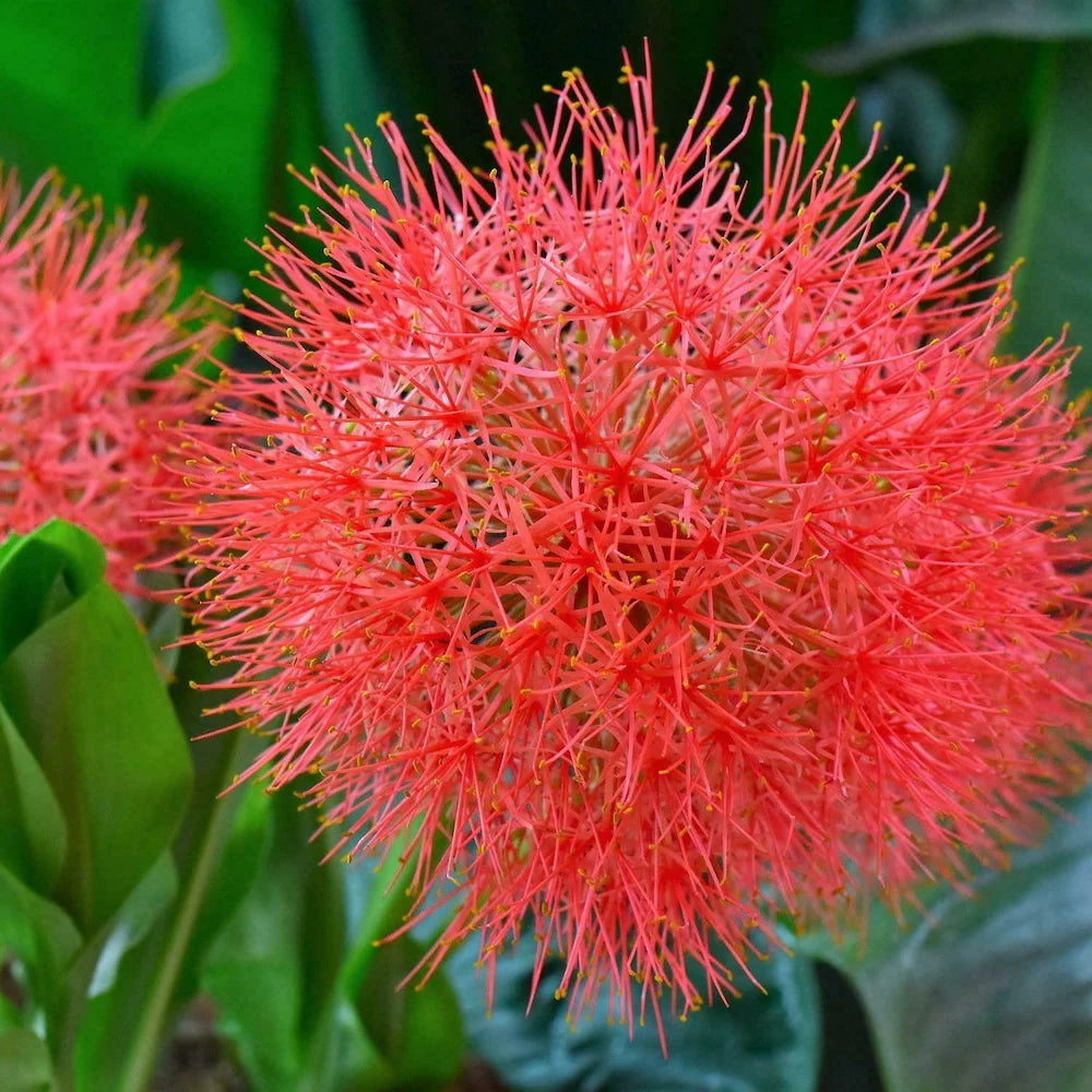 Red Greyia Sutherlandii Flower seeds for Planting - Long Bloom Season, Heirloom & GMO Free Seeds for Home Garden
