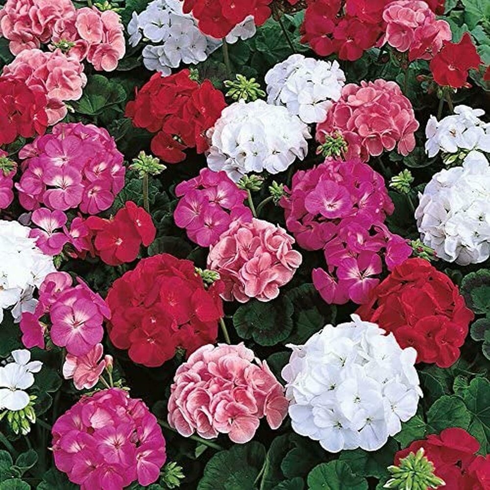MultiColor Geranium Flower Seeds for Planting Garden Favorite Heirloom & GMO Free Seeds for Home Garden
 
 Sale