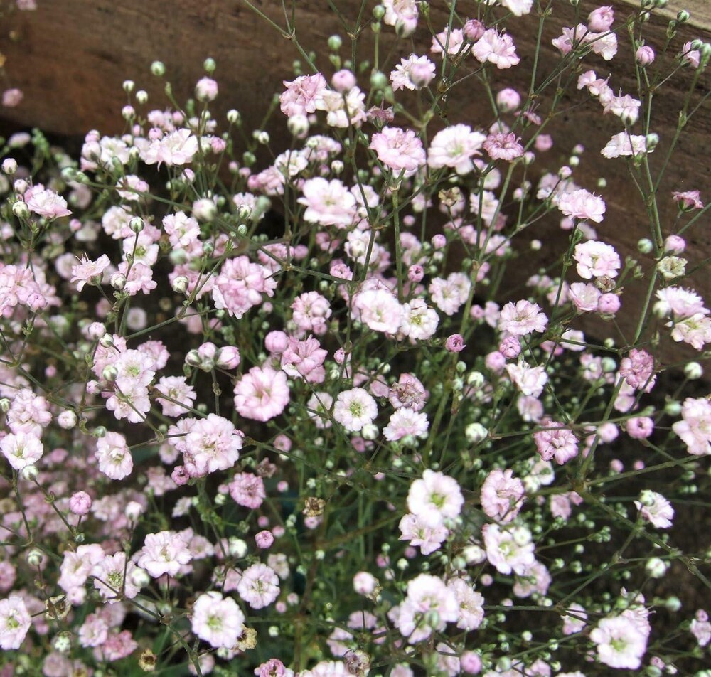 Pink Gypsophila Flower seeds for Planting - Premium Quality, Heirloom & GMO Free Seeds for Home Garden