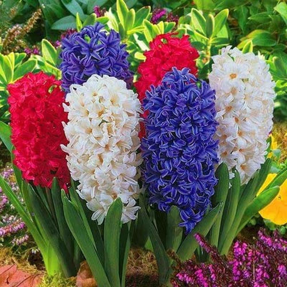 Hyacinthus Orientalis Flower seeds for Planting - Wildflower Mix, Heirloom & GMO Free Seeds for Home Garden