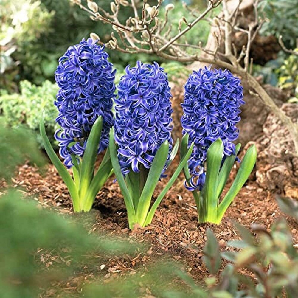 Sky Blue Hyacinthus Orientalis Flower seeds for Planting - Cut Flower Favorite, Heirloom & GMO Free Seeds for Home Garden