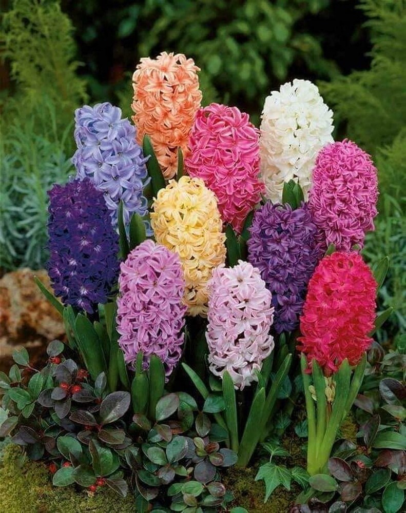 Hyacinth Flower seeds for Planting - Colorful Display, Heirloom & GMO Free Seeds for Home Garden
