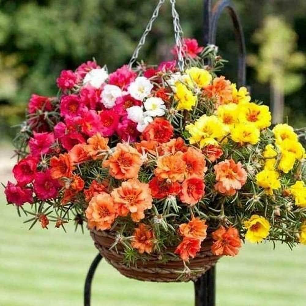 Mixed Rose Portulaca Seeds for Planting - Vibrant Flowers