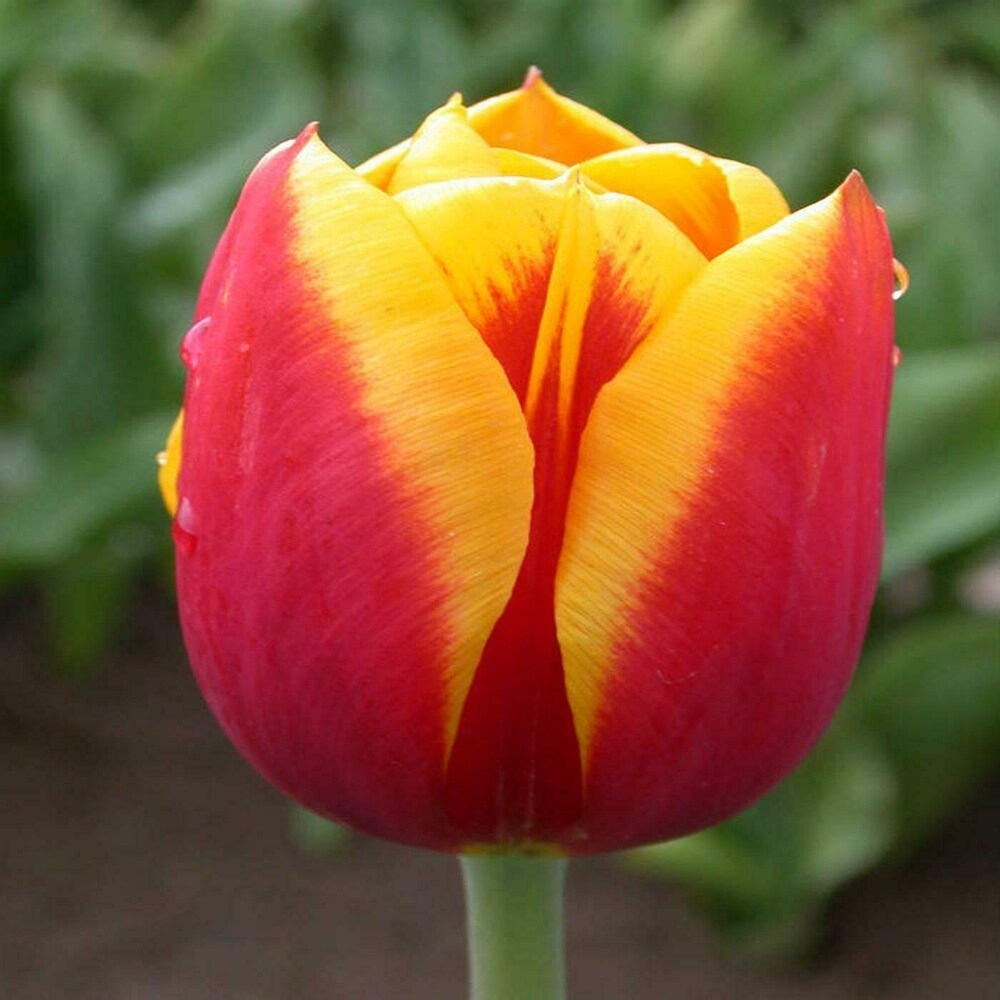Tulip Yellow Red Flower seeds for Planting - Premium Quality, Heirloom & GMO Free Seeds for Home Garden