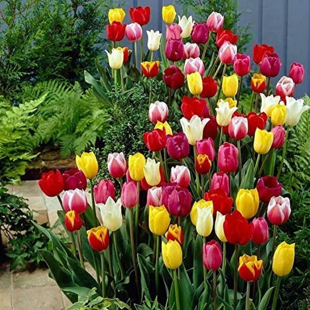 Tulip Flower seeds for Planting - Compact Growth, Heirloom & GMO Free Seeds for Home Garden