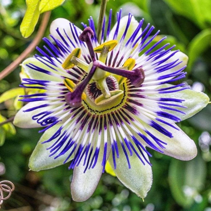 Purple Passiflora Incarnata Flower seeds for Planting - Fragrant Blossoms, Heirloom & GMO Free Seeds for Home Garden