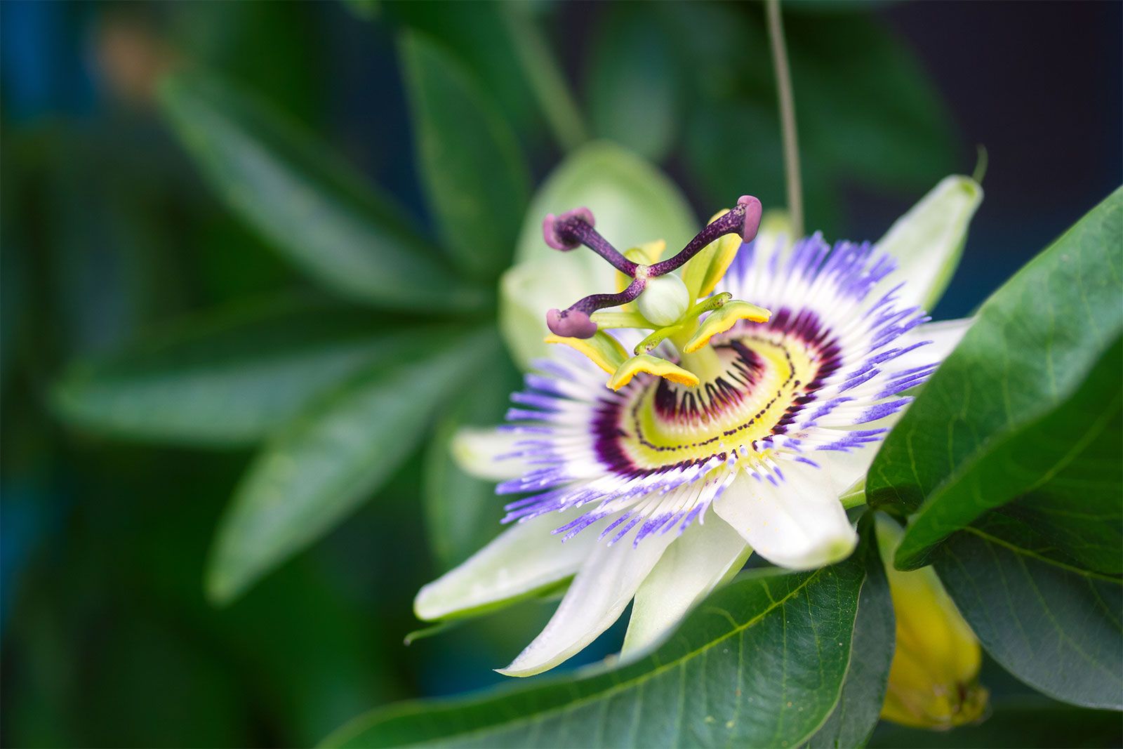 Yellow Violet Passion Flower seeds for Planting Compact Growth Heirloom & GMO Free Seeds for Home Garden