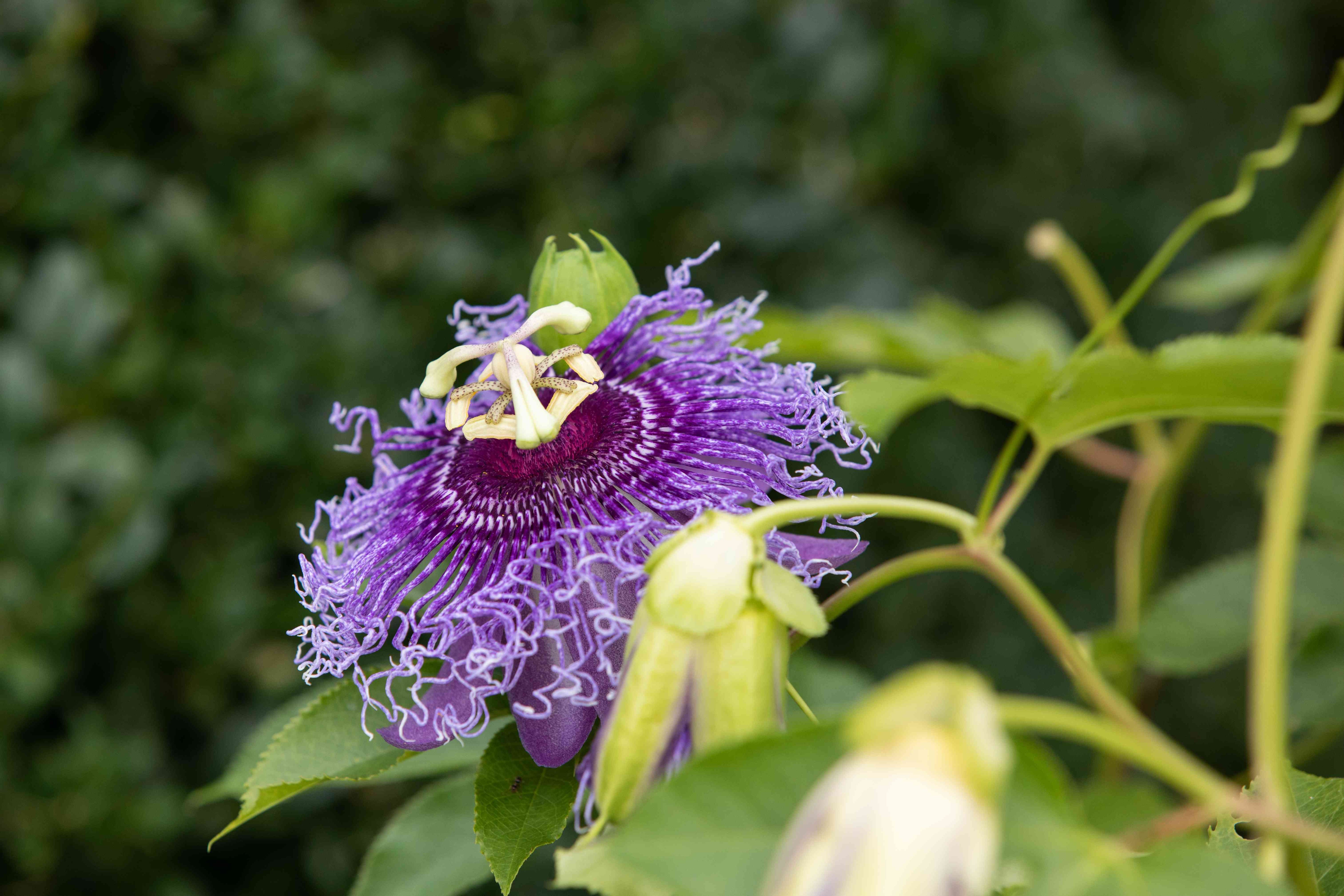 Passionflower Flower seeds for Planting - Drought Tolerant, Heirloom & GMO Free Seeds for Home Garden