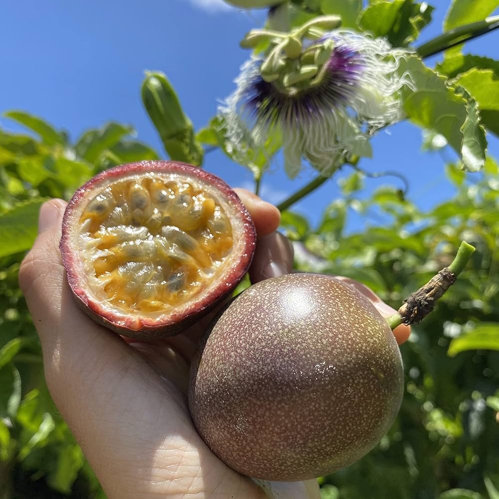Passion fruit seeds Passiflora edulis sweet exotic tropical vine plant
