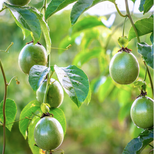 Passion Fruit Vine Seeds – Organic Tropical Fruit for Home and Terrace Gardens