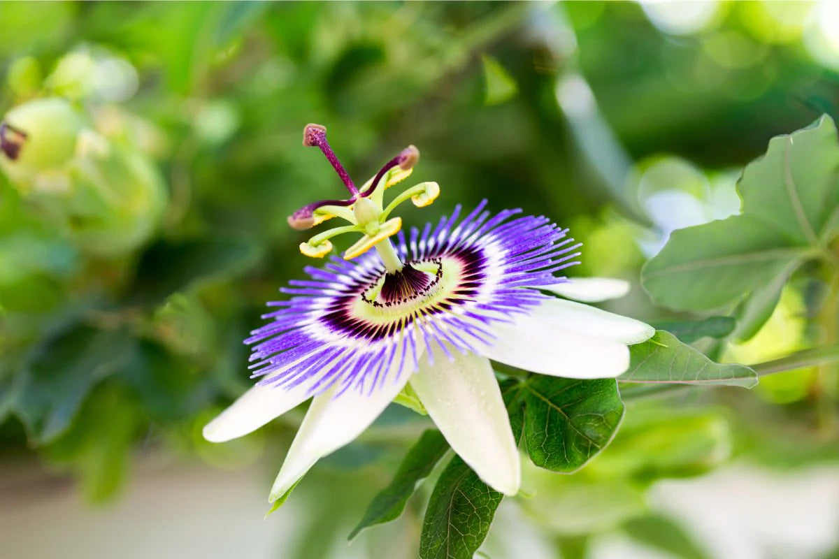 Passiflora Flower seeds for Planting Hardy Variety Heirloom & GMO Free Seeds for Home Garden