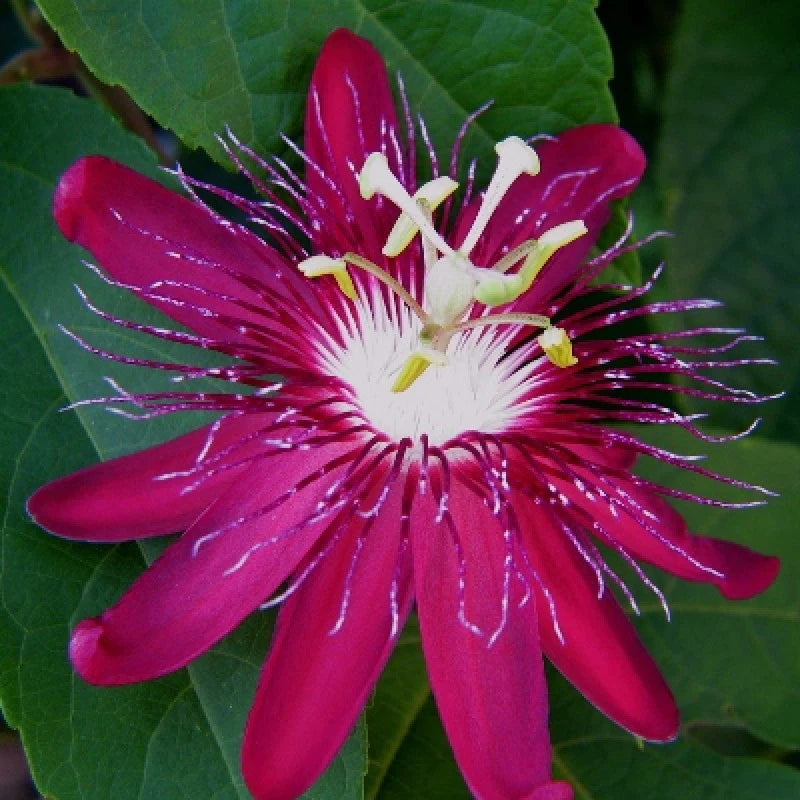 Pink Passion Flower Seeds for Planting Cut Flower Favorite Heirloom & GMO Free Seeds for Home Garden
 
 Sale