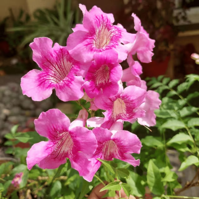 Lavender Creeping Gloxinia Flower seeds for Planting - Vibrant Colors, Heirloom & GMO Free Seeds for Home Garden