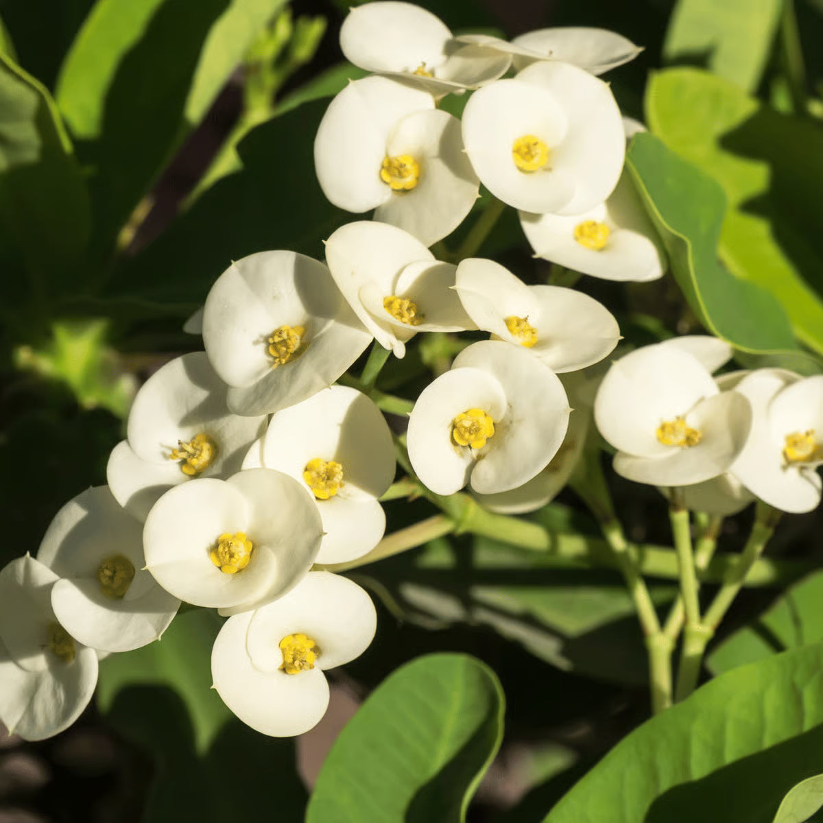 White Euphorbia Milii Seeds for Planting - Elegant Flower Seeds for a Stunning Garden - Evergrowseeds