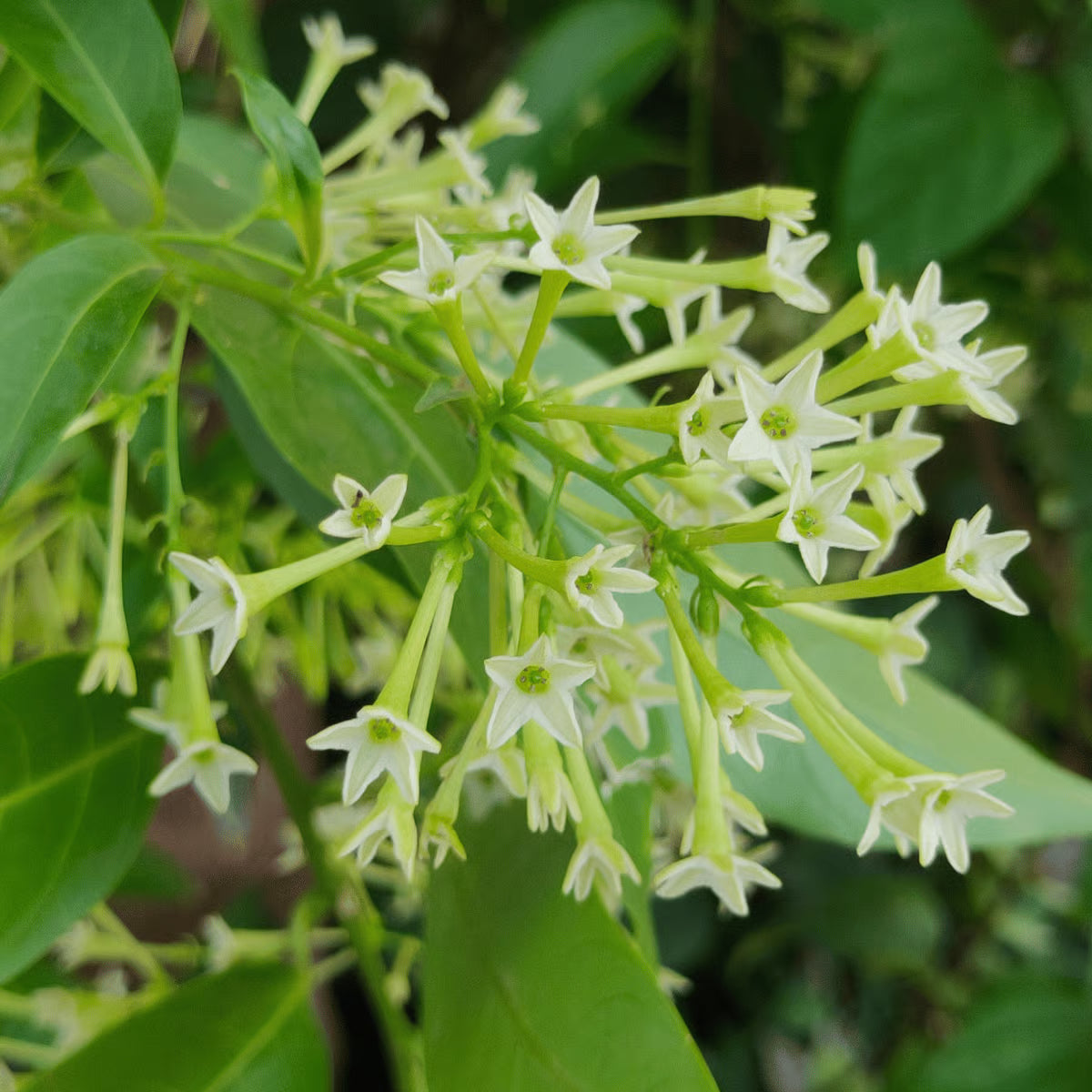 Nocturnum Flower seeds for Planting - Seasonal Bloomer, Heirloom & GMO Free Seeds for Home Garden