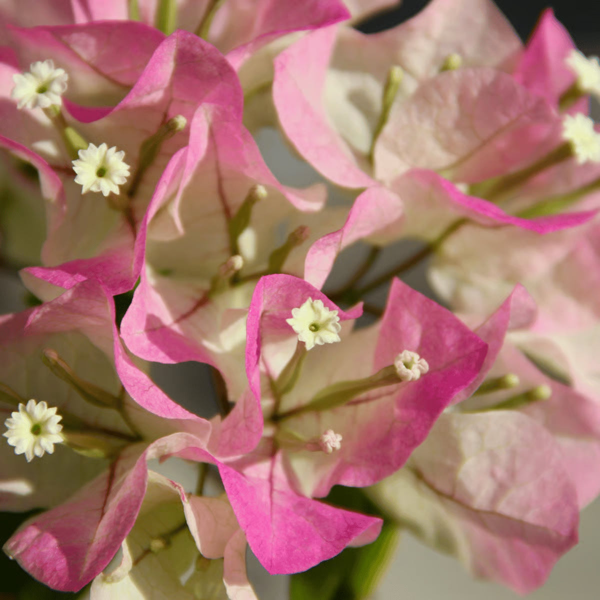 Pink & White Bougainvillea Flower seeds for Planting - Perfect for Borders, Heirloom & GMO Free Seeds for Home Garden