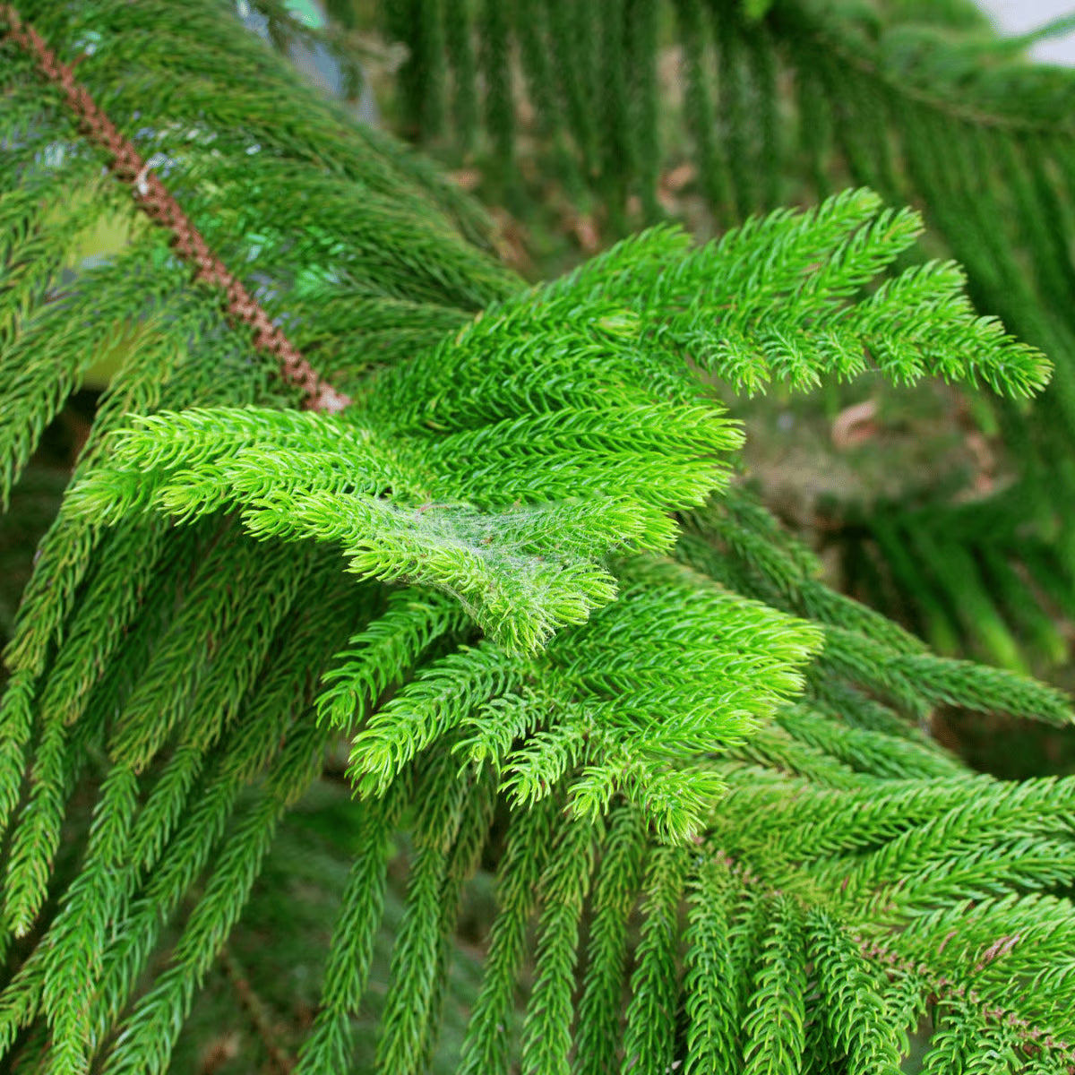 Green Araucaria Flower seeds for Planting - Colorful Display, Heirloom & GMO Free Seeds for Home Garden