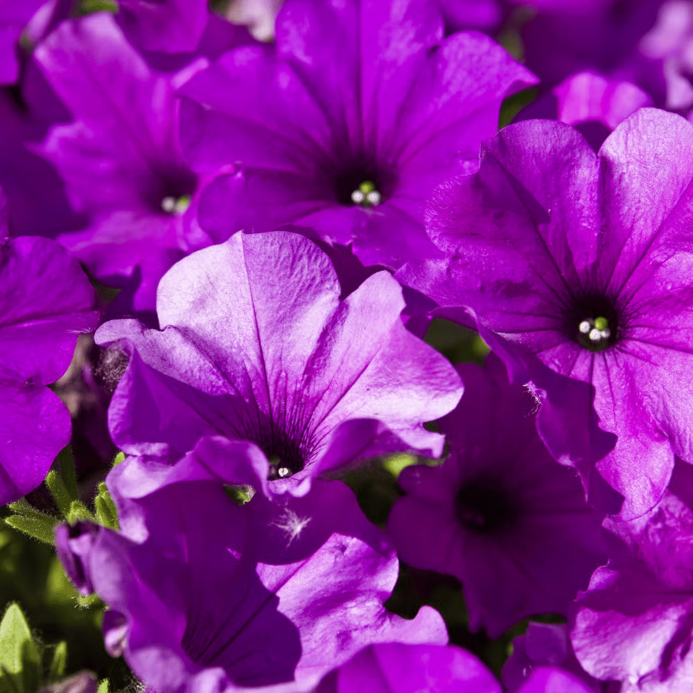 Violet Petunia Seeds for Easy Planting