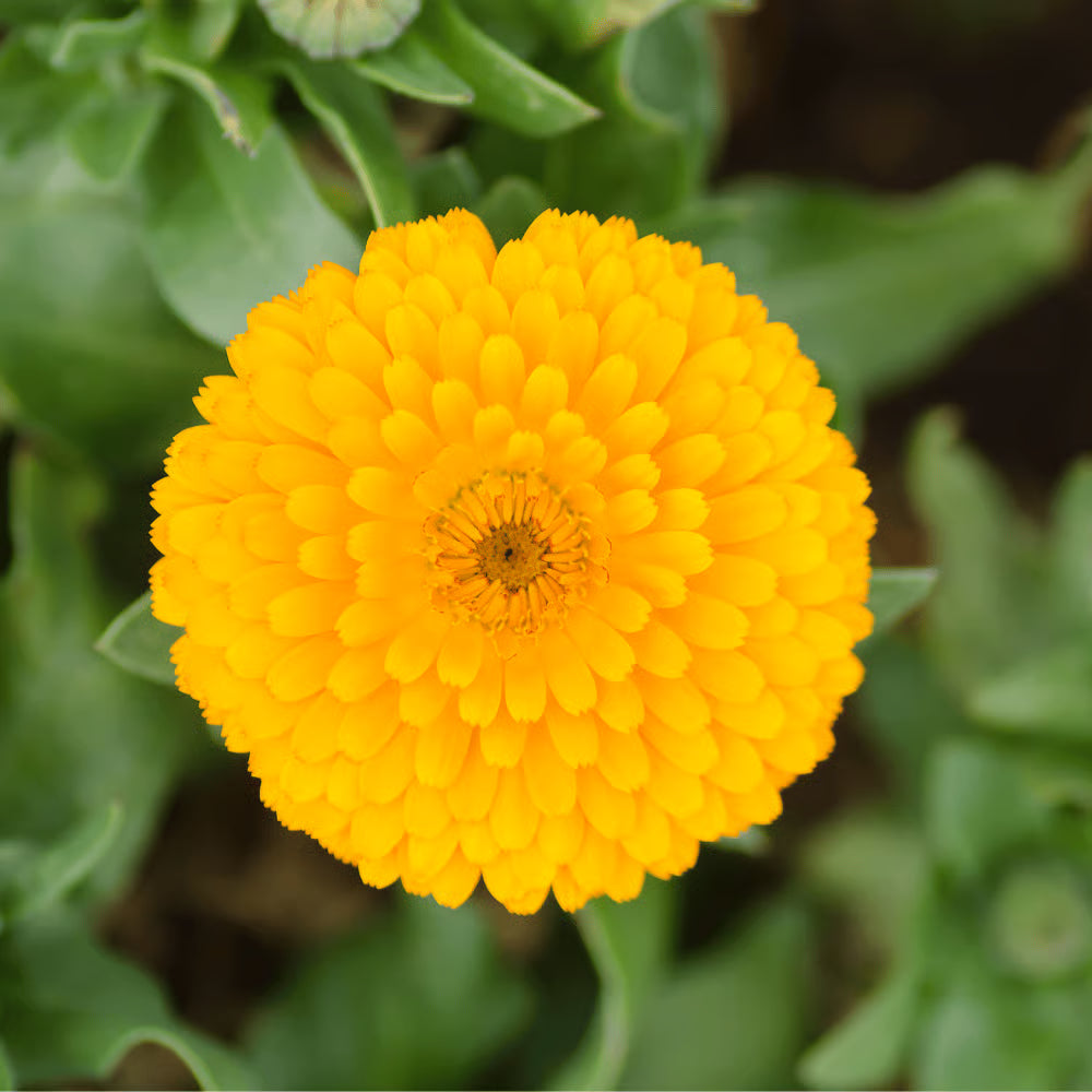 Dark Yellow Zinnia Flower seeds for Planting Cut Flower Favorite Heirloom & GMO Free Seeds for Home Garden