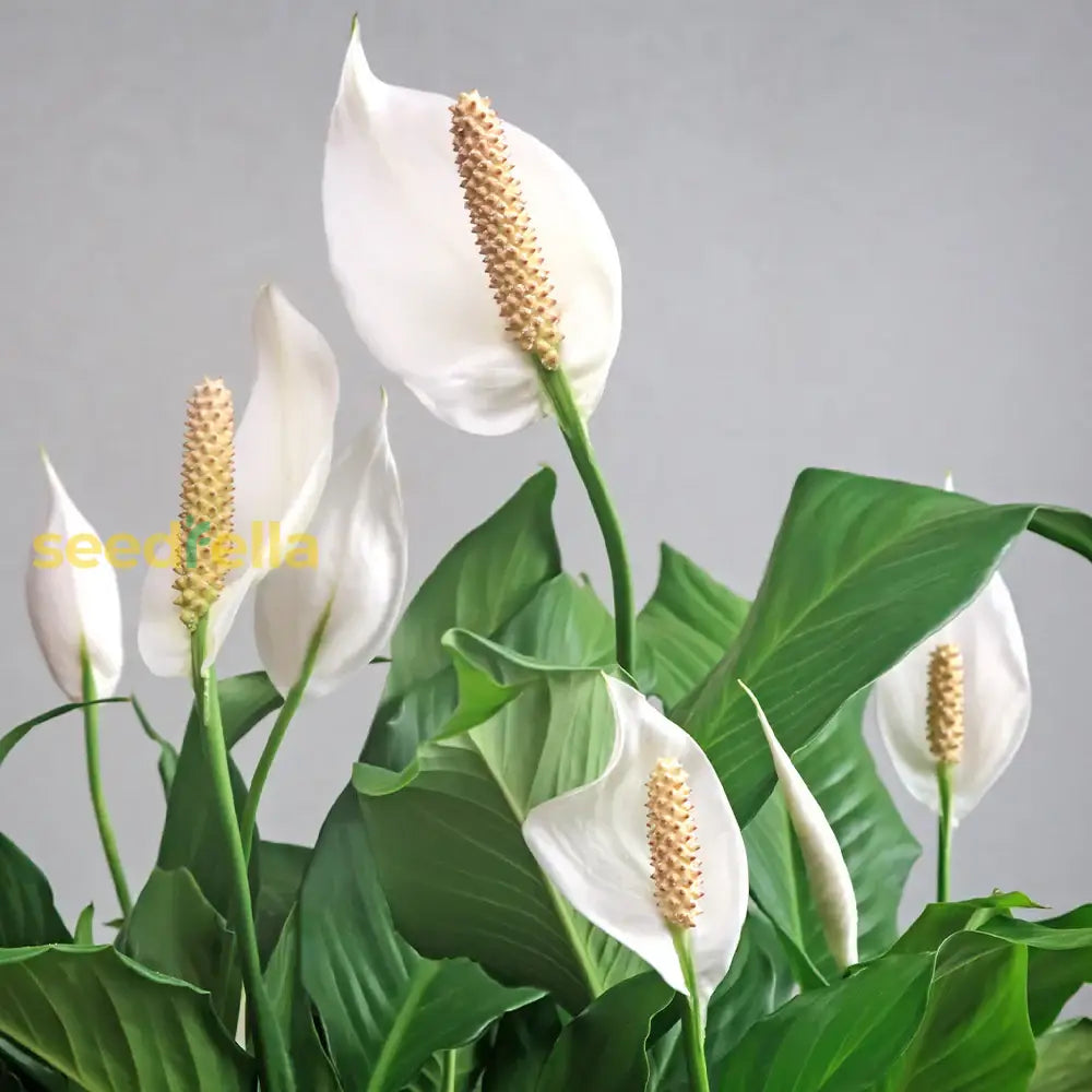 Peace Lily Seeds For Planting - Elegant Indoor Greenery Plant Seeds