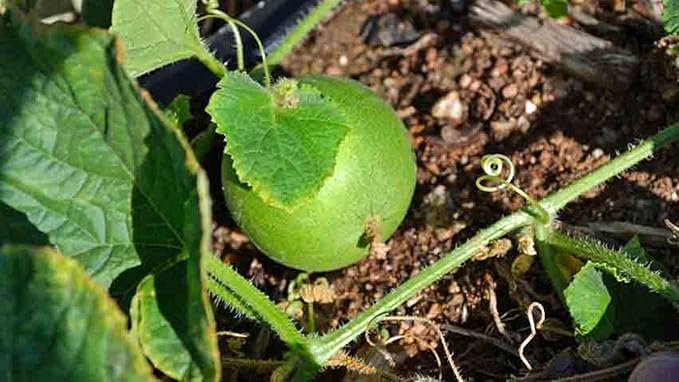 Germinating Peach Melon seed sprouting in soil