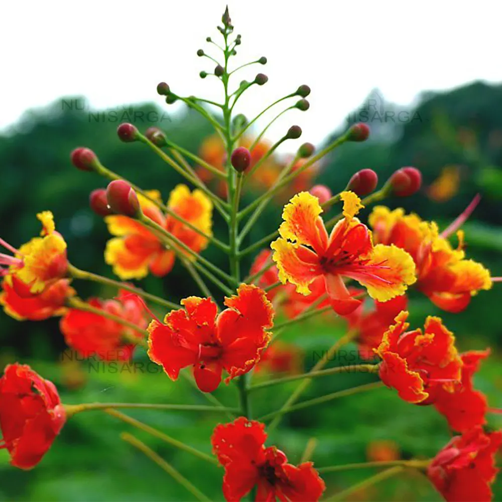 Red Caesalpinia or Peacock Flower seeds for Planting - Shade Tolerant, Heirloom & GMO Free Seeds for Home Garden