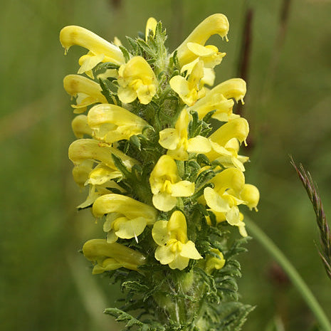 Yellow Pedicularis Lanceolata Flower seeds for Planting - Sun Loving, Heirloom & GMO Free Seeds for Home Garden