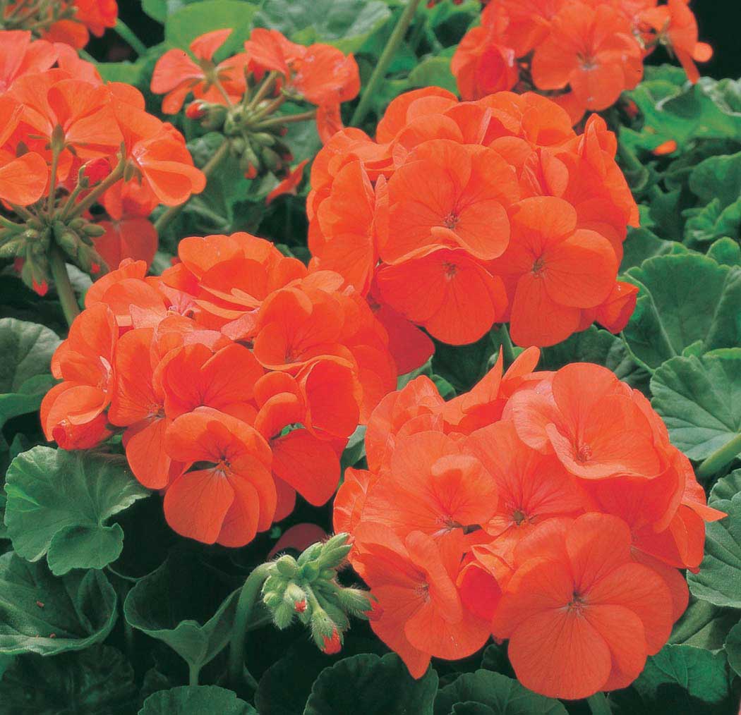 Light Orange Geranium Flower Seeds for Planting Cut Flower Favorite Heirloom & GMO Free Seeds for Home Garden
 
 Sale