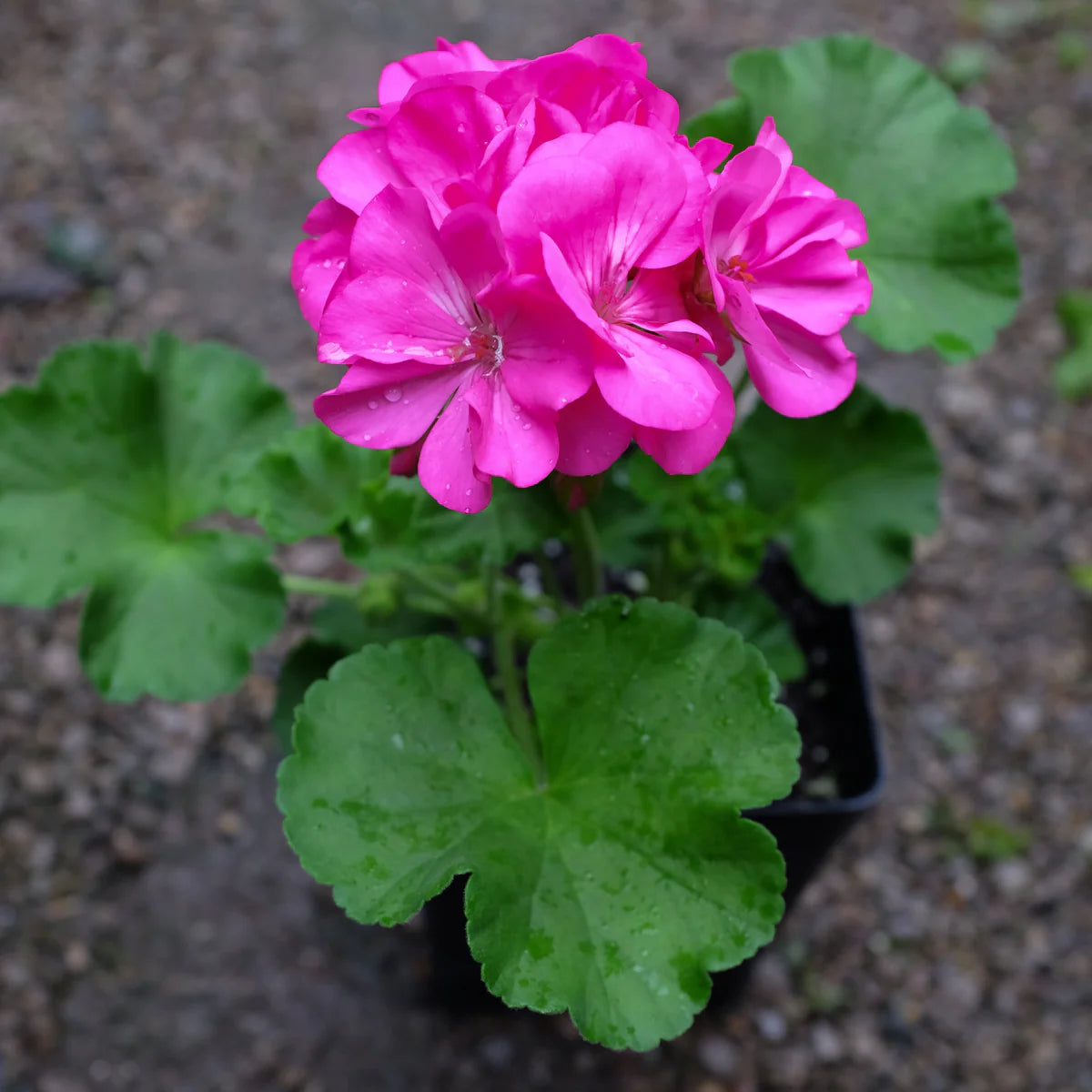 Pink Geranium Perennial Flower Seeds for Planting Wildflower Mix Heirloom & GMO Free Seeds for Home Garden
 
 Sale