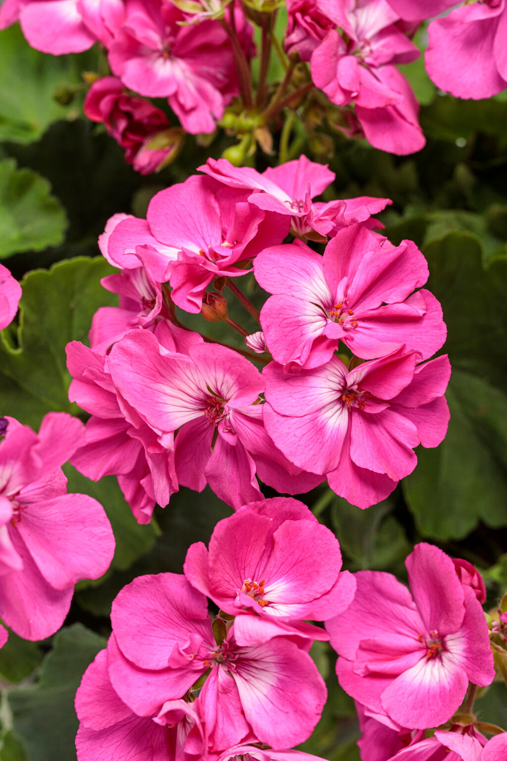Lavender Geranium Flower seeds for Planting - Hardy Variety, Heirloom & GMO Free Seeds for Home Garden