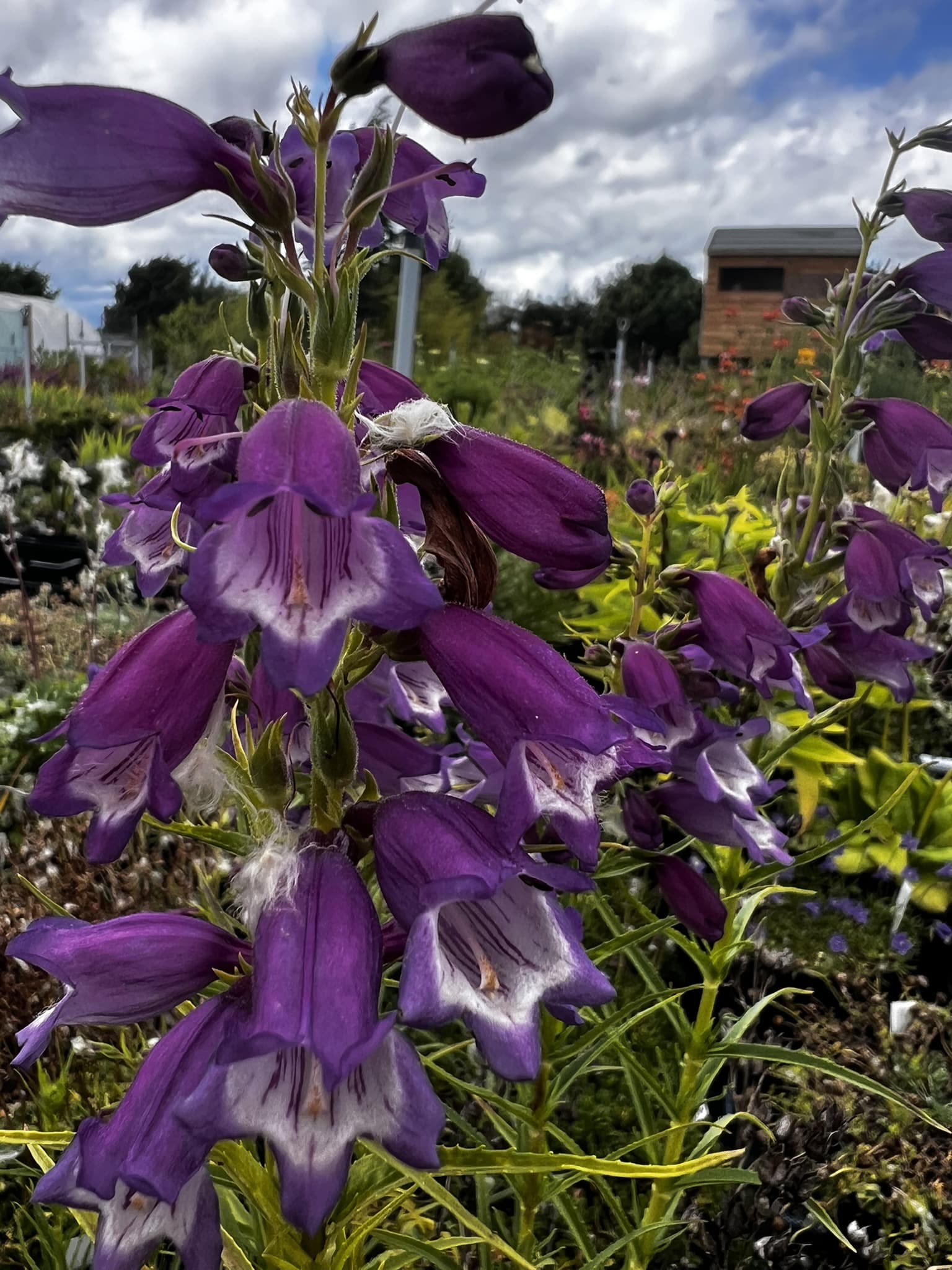 Purple Mexicali Sunburst Penstemon Flower seeds for Planting - Seasonal Bloomer, Heirloom & GMO Free Seeds for Home Gard