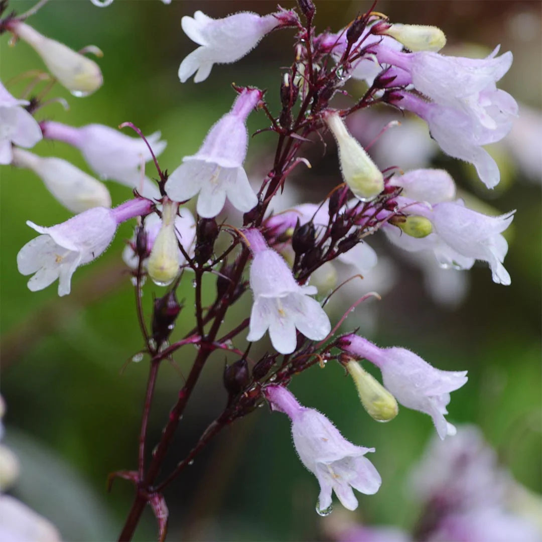 White Snowbells Flower seeds for Planting - Pollinator Friendly, Heirloom & GMO Free Seeds for Home Garden