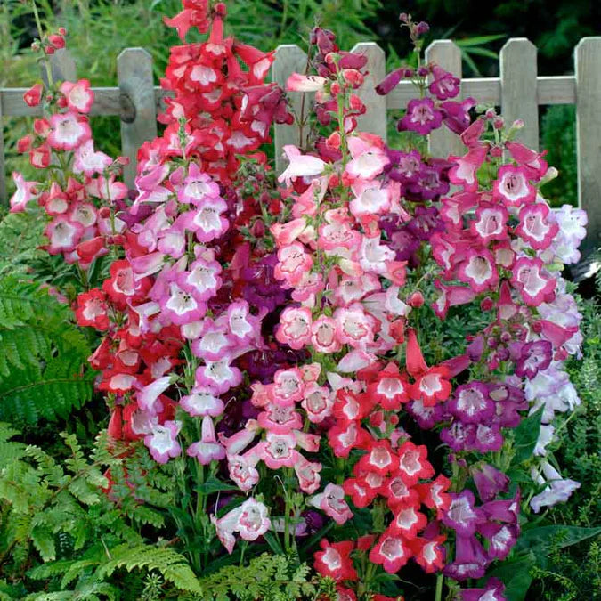 Mixed Penstemon Flower seeds for Planting - Cut Flower Favorite, Heirloom & GMO Free Seeds for Home Garden