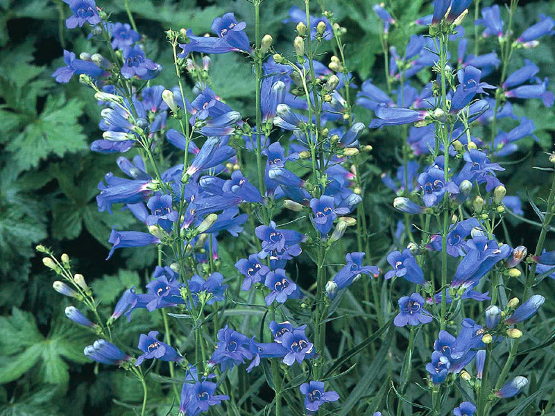 Penstemon Heterophyllus Blue Seeds for Striking Blue Flowers