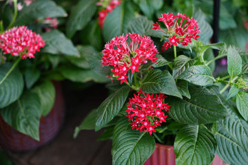 Heirloom Pentas Lanceolata Flower seeds for Planting Long Bloom Season Heirloom & GMO Free Seeds for Home Garden