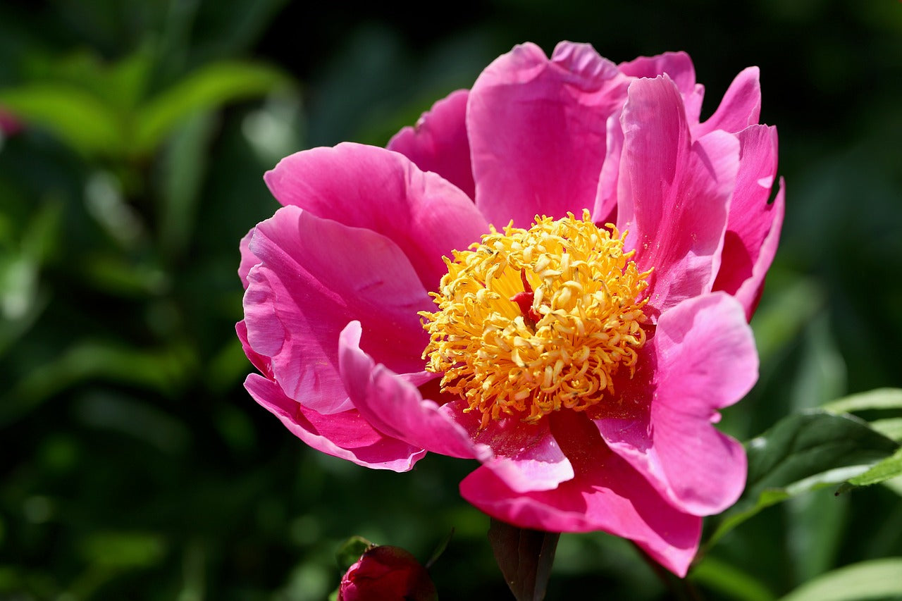 Lactiflora Flower seeds for Planting - Vibrant Colors, Heirloom & GMO Free Seeds for Home Garden