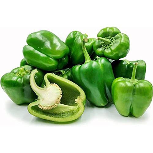 Pepper plants growing in vegetable patch garden bed