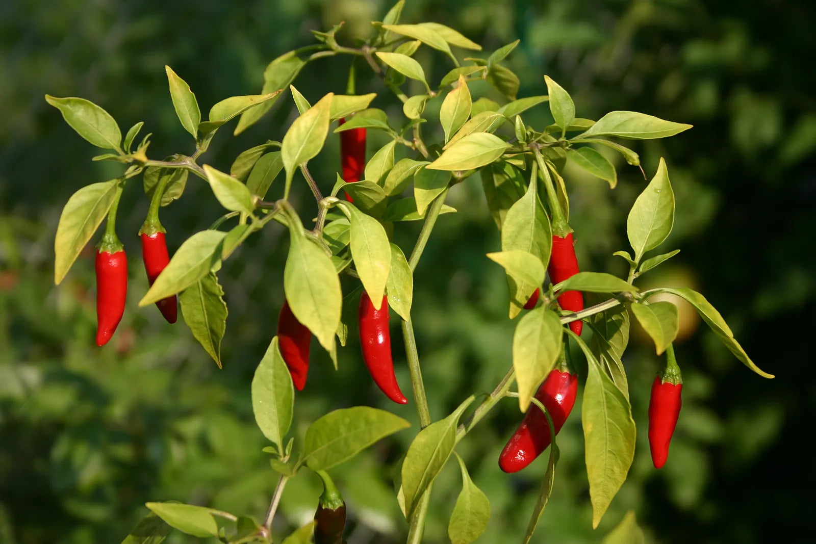 Hot pepper seeds germination seedlings garden