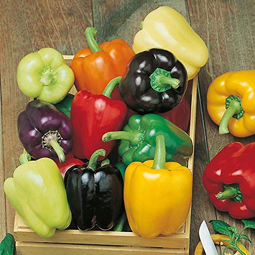 Healthy mixed pepper plants growing in full sun